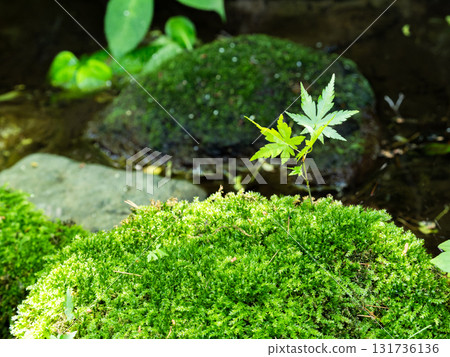 Young maple leaves sprouting on moss, bathed in sunlight filtering through the trees 131736136