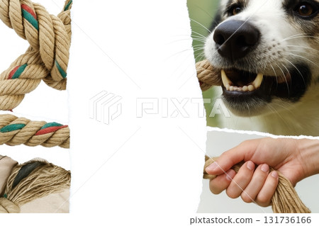 Postcard of Dog playing tug of war with rope toy held by human hand outdoors 131736166