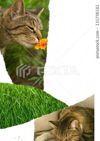 Postcard of Tabby cat smelling flower outdoors with another cat resting on couch 131736181