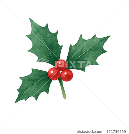 Holly and red berries watercolor illustration (cutout) 131736239