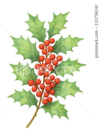 Holly and red berries watercolor illustration (cutout) Holly and red berries watercolor illustration (cutout) 131736242