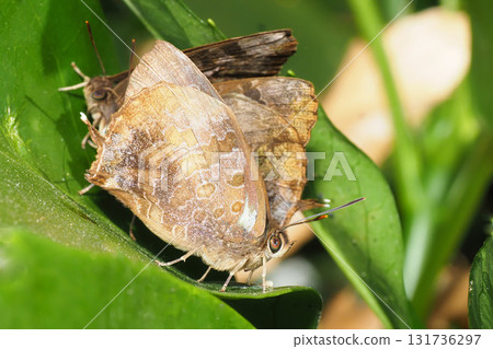 紫崖燕（4隻）越冬 131736297