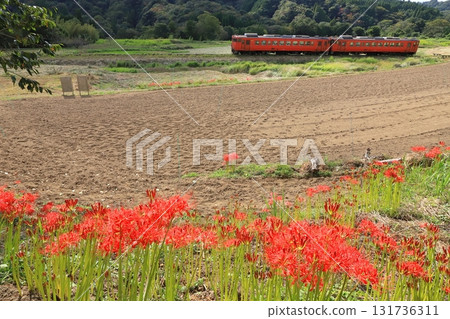 小湊鐵道“田野裡盛開的紅花和KIHA40號列車” 131736311