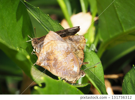 Purple martins (4 birds) overwintering 131736312