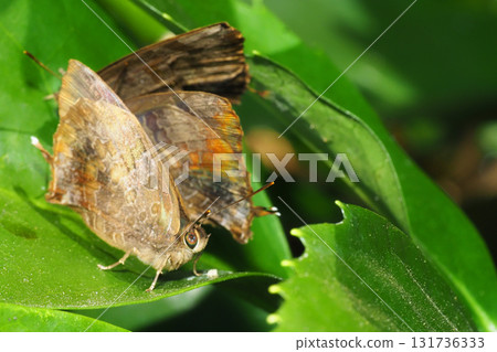 紫崖燕(4隻)越冬 紫崖燕(4隻)越冬 131736333