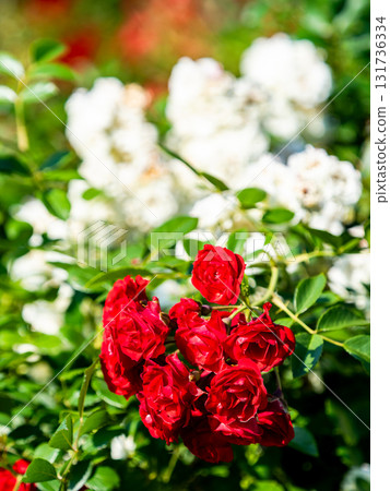 初夏美景:春天裡盛開的鮮豔玫瑰 初夏美景:春天裡盛開的鮮豔玫瑰 131736334