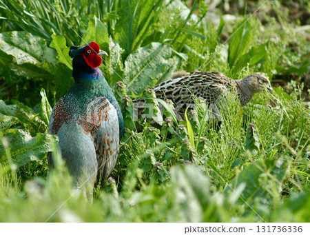 幾隻野雞正在休息。 幾隻野雞正在休息。 131736336
