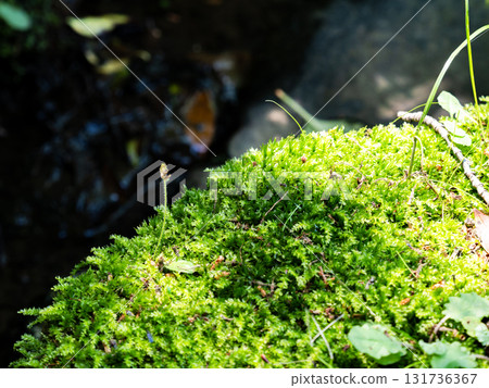 Fresh moss bathed in sunlight filtering through the trees 131736367