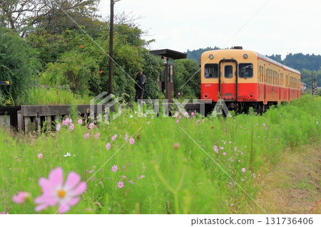 小湊鐵道“上津坂間站的波斯菊” 小湊鐵道“上津坂間站的波斯菊” 131736406