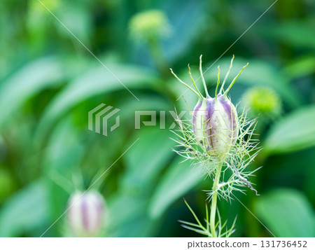 夏末花壇：黑種草種子包 131736452