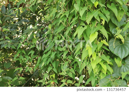 野生山藥 野生山藥 131736457