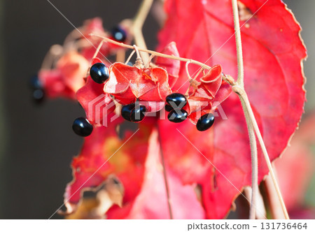 鳥豆果實和衛矛的秋葉 131736464