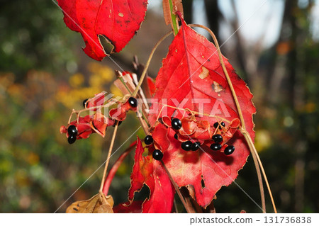 Torikomi 豌豆果實與衛矛秋葉 131736838