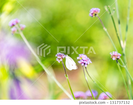 A view of a flower bed at the end of summer: A cabbage white butterfly sucking nectar from a small verbena flower A view of a flower bed at the end of summer: A cabbage white butterfly sucking nectar from a small verbena flower 131737132