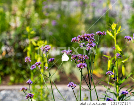 夏末花壇的景色：一隻菜粉蝶正在從一朵小馬鞭草花中吸食花蜜 131737134