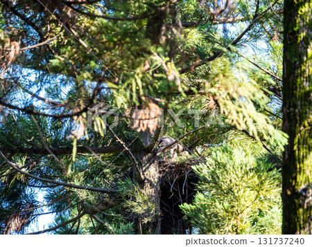 A goshawk raising its young on a tall tree A goshawk raising its young on a tall tree 131737240