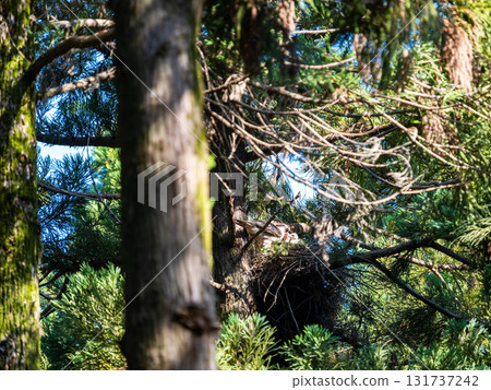 A goshawk raising its young on a tall tree 131737242