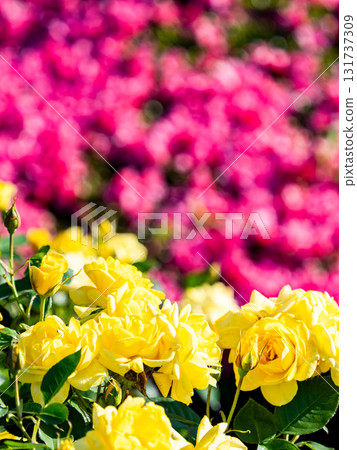 Beautiful early summer scenery: Fresh, colorful spring roses in full bloom Beautiful early summer scenery: Fresh, colorful spring roses in full bloom 131737309