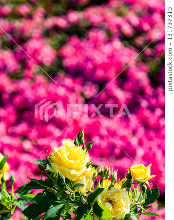 Beautiful early summer scenery: Fresh, colorful spring roses in full bloom Beautiful early summer scenery: Fresh, colorful spring roses in full bloom 131737310