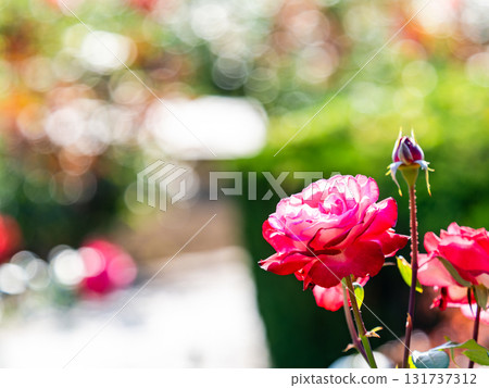 Beautiful early summer scenery: Fresh, colorful spring roses in full bloom Beautiful early summer scenery: Fresh, colorful spring roses in full bloom 131737312