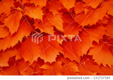充滿活力的紅色秋天楓葉背景設計 131737385