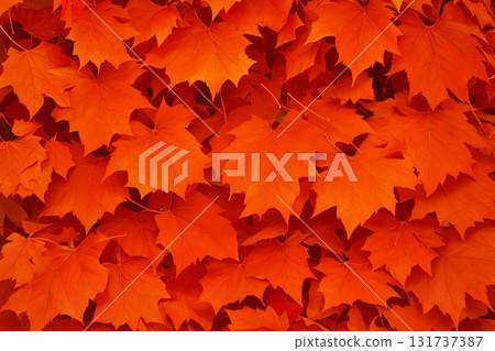 紅色楓葉背景紋理 131737387