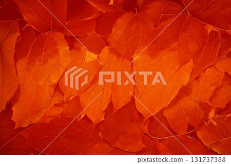 鮮紅秋楓葉的天然材質背景紋理 131737388