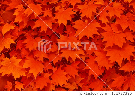 秋天的自然美景用楓葉裝飾的背景材料 秋天的自然美景用楓葉裝飾的背景材料 131737389