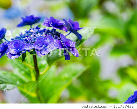 Scenery that colors the rainy season Colorful and beautiful hydrangeas Scenery that colors the rainy season Colorful and beautiful hydrangeas 131737432