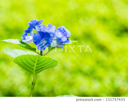 為雨季增添色彩的風景 色彩繽紛、美麗的繡球花 131737433