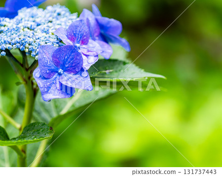 Scenery that colors the rainy season Colorful and beautiful hydrangeas Scenery that colors the rainy season Colorful and beautiful hydrangeas 131737443