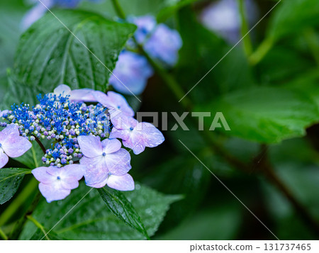 為雨季增添色彩的風景 色彩繽紛、美麗的繡球花 為雨季增添色彩的風景 色彩繽紛、美麗的繡球花 131737465
