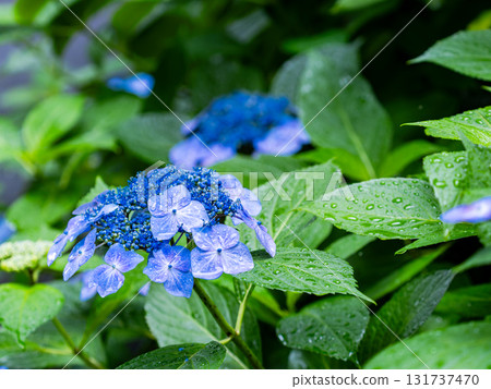 為雨季增添色彩的風景 色彩繽紛、美麗的繡球花 131737470