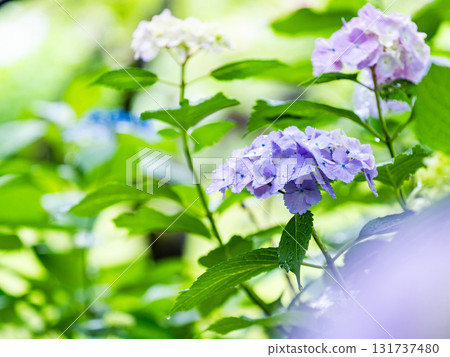 Scenery that colors the rainy season Colorful and beautiful hydrangeas 131737480
