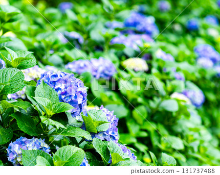 為雨季增添色彩的風景 色彩繽紛、美麗的繡球花 131737488