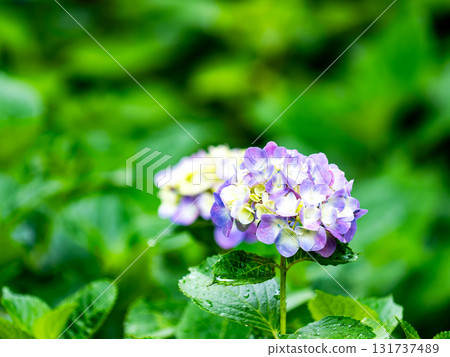 為雨季增添色彩的風景 色彩繽紛、美麗的繡球花 為雨季增添色彩的風景 色彩繽紛、美麗的繡球花 131737489