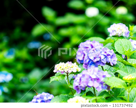 為雨季增添色彩的風景 色彩繽紛、美麗的繡球花 為雨季增添色彩的風景 色彩繽紛、美麗的繡球花 131737492