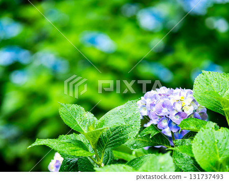 為雨季增添色彩的風景 色彩繽紛、美麗的繡球花 為雨季增添色彩的風景 色彩繽紛、美麗的繡球花 131737493