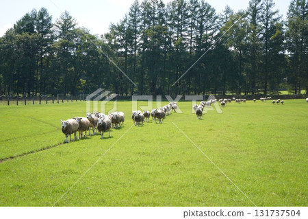 羊的三月 131737504