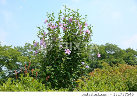 盛開的沙崙玫瑰 131737546