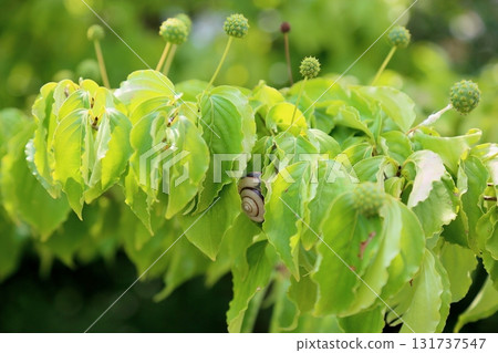 山茱萸果實,葉影中的蝸牛 山茱萸果實,葉影中的蝸牛 131737547