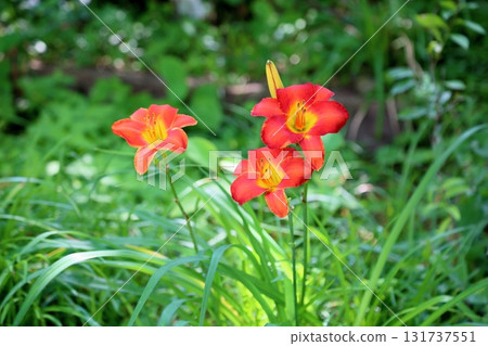 鮮豔的萱草花 鮮豔的萱草花 131737551