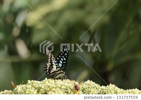 Living creatures/insects: Mikado swallowtail butterfly, a subspecies found in the southwestern islands of Ishigaki Island. Is it the sunlight that makes it look so vivid? Living creatures/insects: Mikado swallowtail butterfly, a subspecies found in the southwestern islands of Ishigaki Island. Is it the sunlight that makes it look so vivid? 131737559