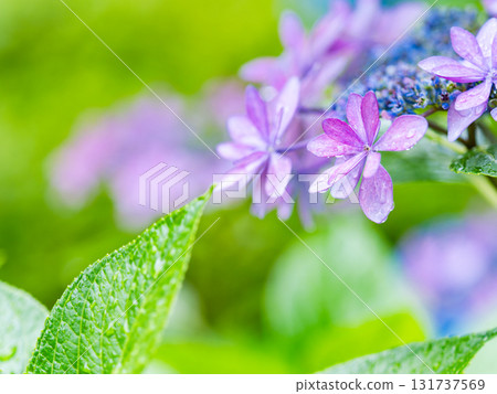 梅雨季節的美景：純潔可愛的繡球花 131737569
