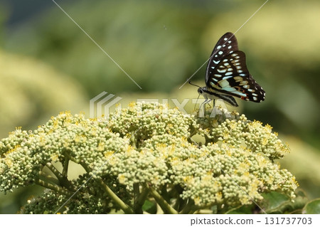 生物、昆蟲、帝王鳳蝶、以日本紅豆杉的花朵為食的南西群島亞種的夏季雄性… 生物、昆蟲、帝王鳳蝶、以日本紅豆杉的花朵為食的南西群島亞種的夏季雄性… 131737703
