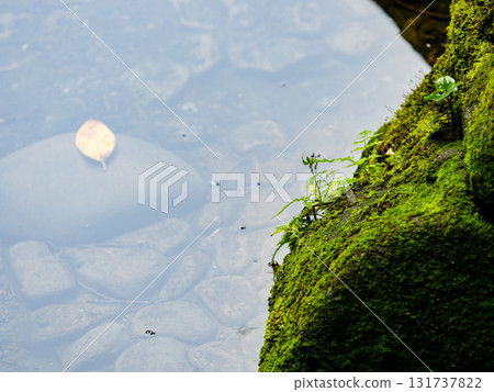 Fresh moss-covered rocks Fresh moss-covered rocks 131737822