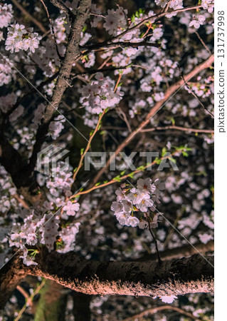 位於東京千代田區的皇居半藏護城河沿岸的千鳥淵公園,夜晚的櫻花被燈光照亮,美不勝收。 位於東京千代田區的皇居半藏護城河沿岸的千鳥淵公園,夜晚的櫻花被燈光照亮,美不勝收。 131737998
