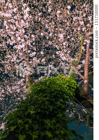 位於東京千代田區的皇居半藏護城河沿岸的千鳥淵公園,夜晚的櫻花被燈光照亮,美不勝收。 位於東京千代田區的皇居半藏護城河沿岸的千鳥淵公園,夜晚的櫻花被燈光照亮,美不勝收。 131738000