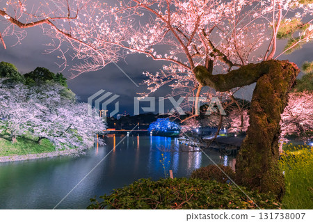 A fantastic night view of illuminated cherry blossoms at Chidorigafuchi Park, along the Hanzo Moat of the Imperial Palace in Chiyoda Ward, Tokyo 131738007