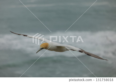塘鵝飛過紐西蘭奧克蘭附近穆里懷海灘的塘鵝棲息地 塘鵝飛過紐西蘭奧克蘭附近穆里懷海灘的塘鵝棲息地 131738018